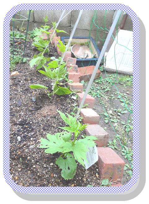 ゴーヤの苗を植えました！！ 早く大きくな～～れ。